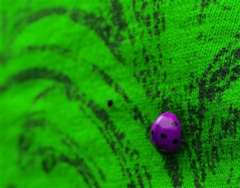 Purple Ladybug | Purple ladybugs, Ladybug, Purple