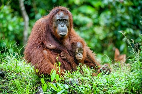 10 endangered animals to see (and save) before they’re gone | Bornean orangutan, Endangered ...