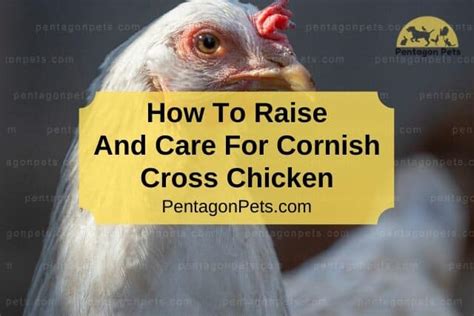 How To Raise And Care For Cornish Cross Chicken - Pentagon Pets