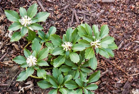 Pachysandra Guide: How to Grow and Care for Pachysandra - 2022 ...