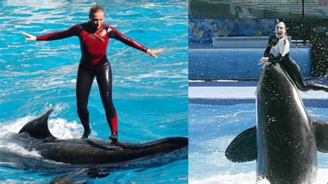 How Dawn Brancheau, a SeaWorld trainer, died in the jaws of a killer whale. | Petlife