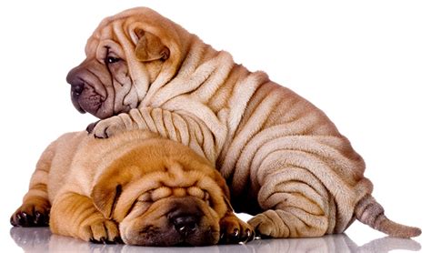 Chinese Shar Pei Dog Breed Information, Images, Characteristics, Health