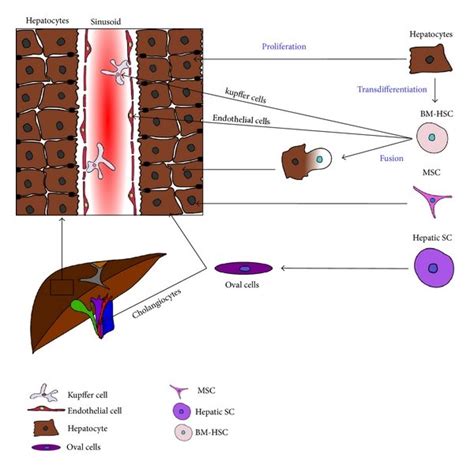 Cell sources for hepatocyte regeneration. Liver regeneration was... | Download Scientific Diagram