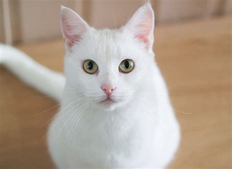 The Best White Cat Breeds to Keep as Pets