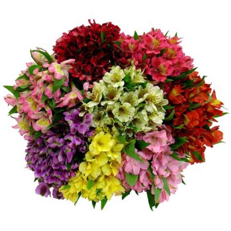 Alstroemeria Bouquet - Pink / White / Red, 1 ct - Kroger