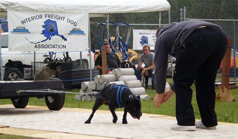 File:Dog weight pull.jpg - Wikimedia Commons