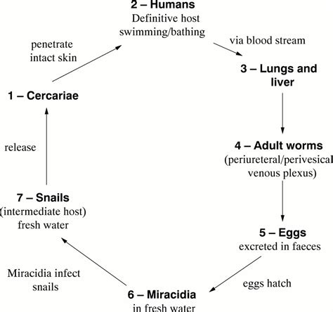 Life Cycle Of Schistosomiasis Parasite