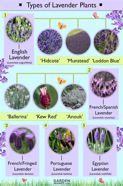 List of Different Types of Lavender Plant with Pictures Types Of Lavender Plants, Lavender Plant ...