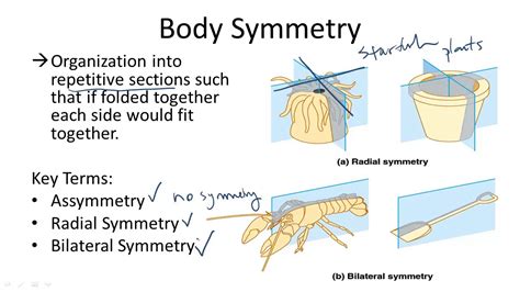 Bilateral Symmetry Vs Radial Symmetry - canvas-ily