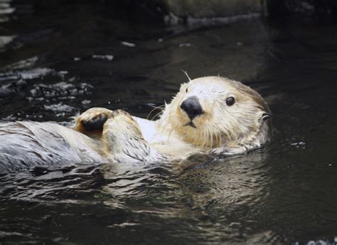 Sea Otter Awareness Week | California Academy of Sciences