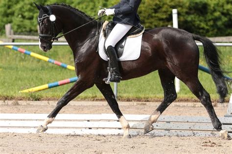 How to Ride Dressage Movements ⋆ How To Dressage