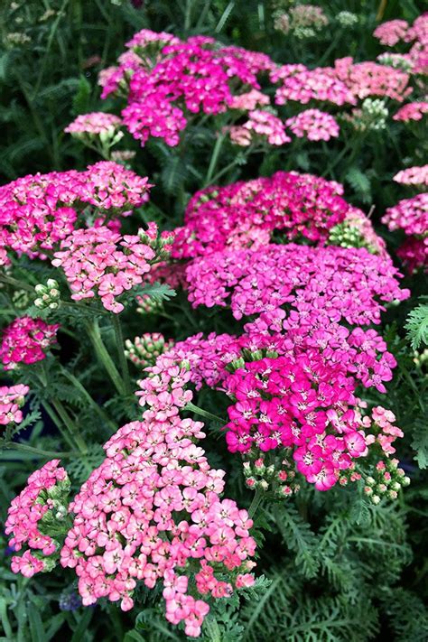 These colorful late summer flowers will spice up your garden long after your spring plantings ...