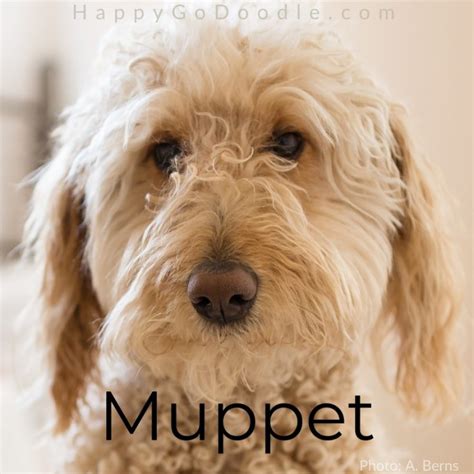 125+ Fluffy Dog Names You'll Swoon Over 😍 - Happy-Go-Doodle®