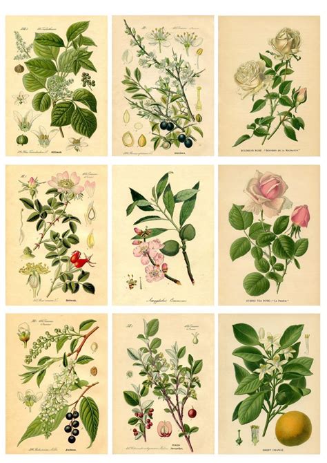 Prints Botanical Print Download Vintage Botanical #541 Vintage ...