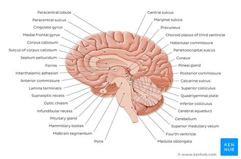 39 midsagittal brain diagram