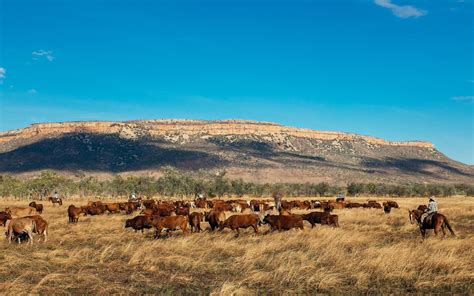 Kimberley Cattle Station Adventure - Horses & Cattle