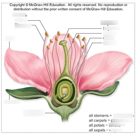 Flower Anatomy Diagram | Quizlet