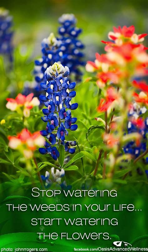 Bluebonnet Quotes - ShortQuotes.cc