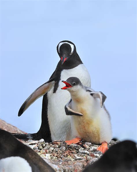 Flipper Flexing Photograph by Tony Beck