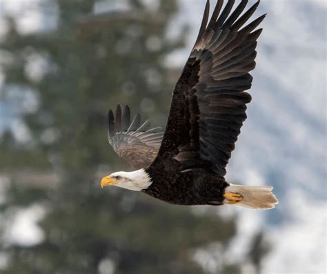 Black Eagle Symbolism: Spiritual Meaning and Significance