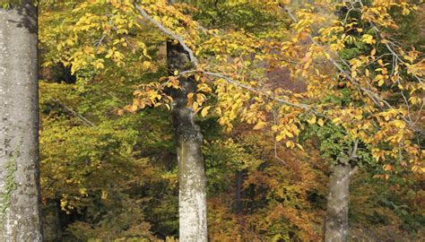 Appalachian Plateau Animals and Plants | Sciencing