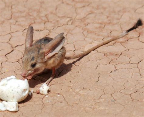 The long-eared jerboa stands—and hops—in a class of its own | Magazine ...