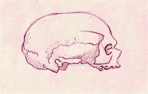 A Cro-Magnon Skull by asuza68 on DeviantArt