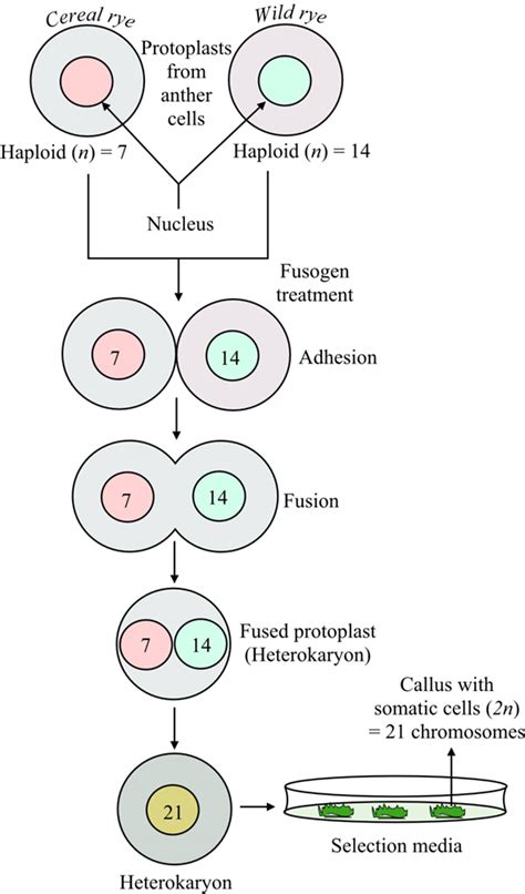 Solved: Chapter 2 Problem 32PDQ Solution | Masteringgenetics -- Standalone Access Card -- For ...