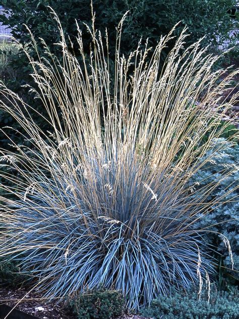 21 of the Best Ornamental Grasses to Add Unbeatable Texture to Your Garden in 2020 | Blue oat ...