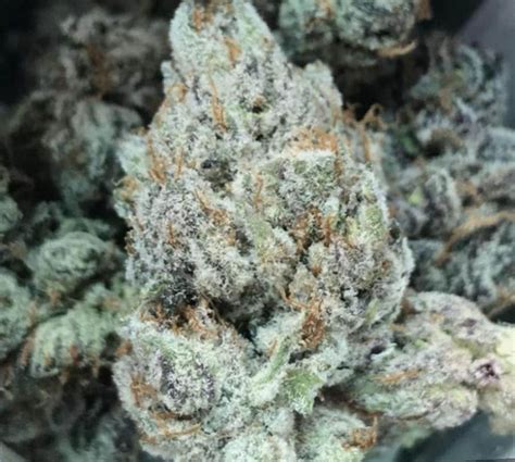 Marijuana Gelato Strain Review - Leaf Expert