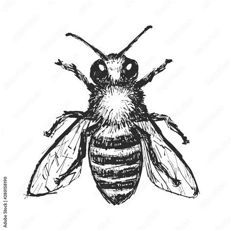 Hand Drawn Honey Bee. Black Bee Illustration On White Background. Vector Element. Stock Vector ...