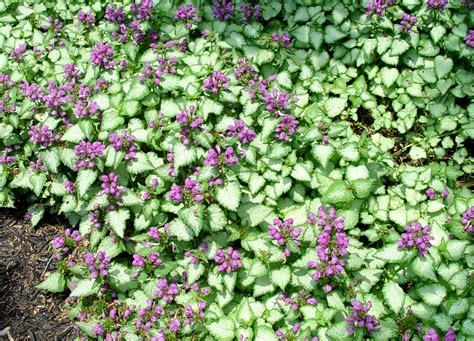 Lamium ‘Purple Dragon’ | Garden Housecalls