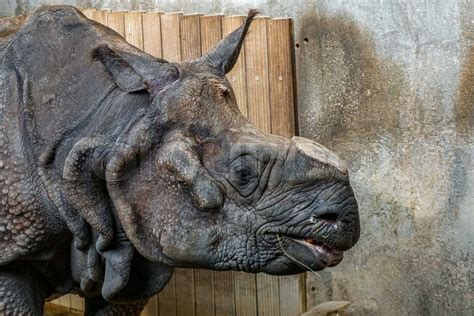 Wildlife in the Munich Zoo | Stock image | Colourbox