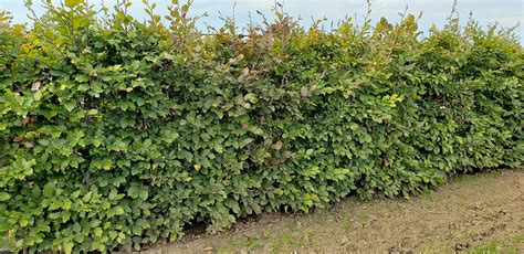 Mixed Beech (Fagus sylvatica) Hedges | Mixed Hedge