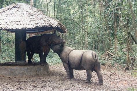 Lessons Learned From Sumatran Rhino Conservation Breeding - International Rhino ...
