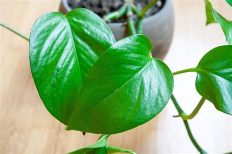 The 9 Best Pothos Varieties (With Pictures) - Growfully