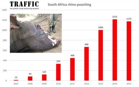 Rhino Poaching in South Africa | IWB