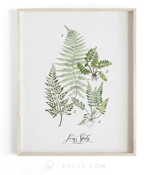 Fern Study Vol.1 Botanical Scientific Illustration. - Etsy