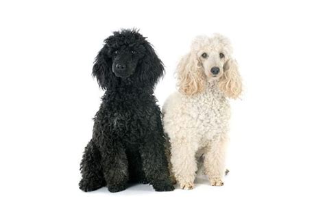 250+ Poodle Names – Cute, Classy & More! - My Dog's Name