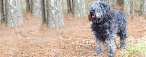 Shaggy Dog Names | Popular Male and Female Names | Wag!