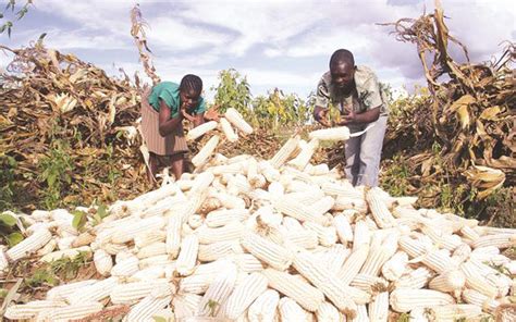 High moisture content affects maize harvesting - Zimbabwe Situation