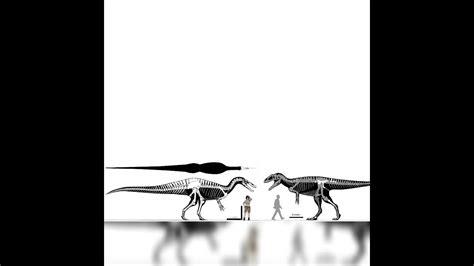 Suchomimus And Siats Size Comparison - YouTube