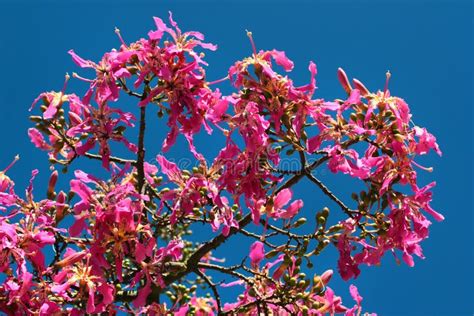 Pink Flowers of Silk Floss Tree. Ceiba Speciosa in Bloom Stock Photo ...