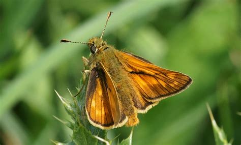 Large Skipper, Alners Gorse | Dorset Butterflies