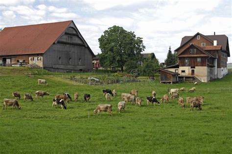 Typischer Schweizer Bauernhof Stockfoto - Bild von grün, haus: 20715270