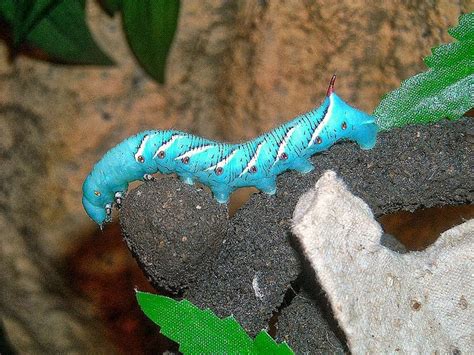 Springfield Plateau: Even Hornworms Get the Blues