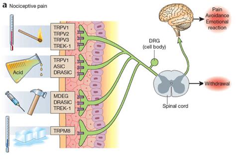 Pin on ~ Anatomy and Physiology