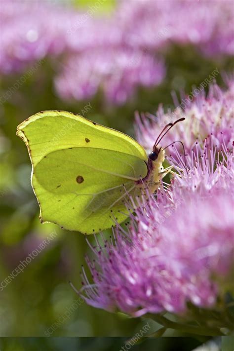 Brimstone butterfly - Stock Image - C013/5406 - Science Photo Library