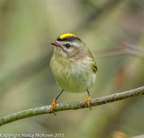 Photographing the Golden Crowned Kinglet and A Quick Exposure Check ...