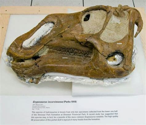 Gryposaurus Skull